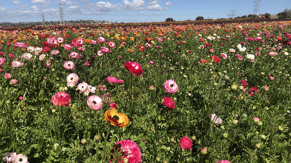 Flower Fields at Carlsbad Ranch Ready for 2020 Season NBC 7 San Diego