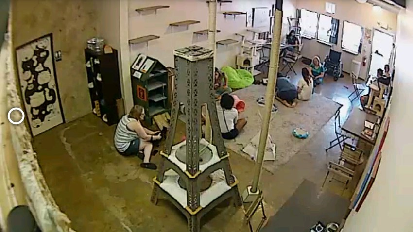 Cat Cafe cam