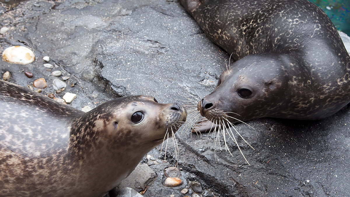 Picturesque La Jolla Cove and Adorable Seal Pups - World Adventurists