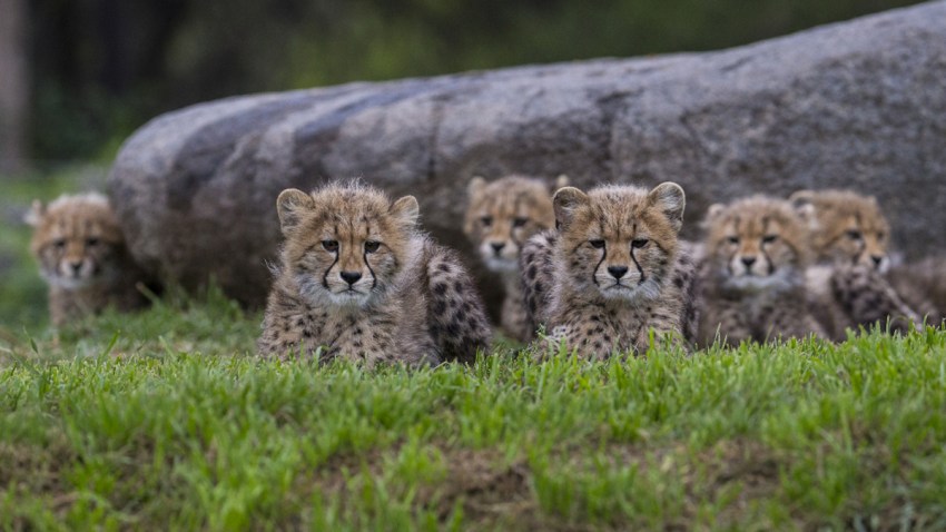 Cheetah-Cubs-Safari-Park