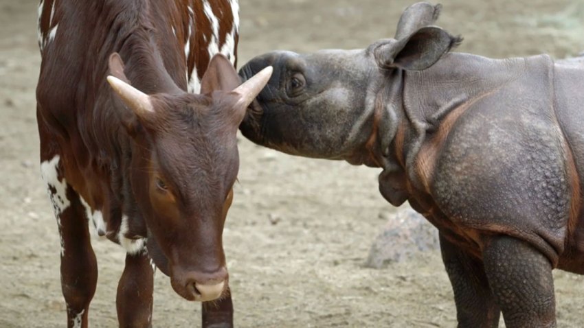 Chutti-and-Moo-Moo-Kitty