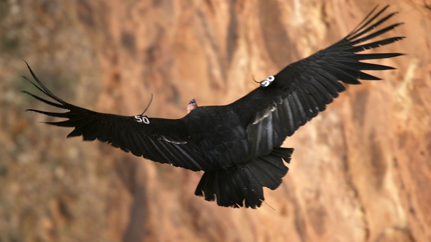 Condor-California-73686733