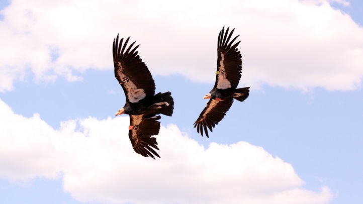 Condor3redwood029823