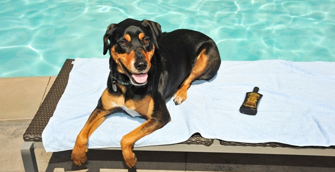 dog pool