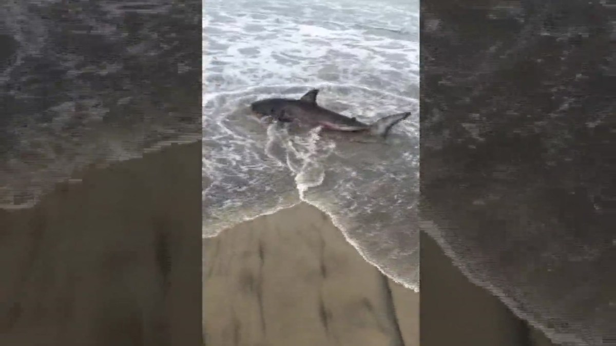 Dead Great White Shark Washes Ashore in Carlsbad – NBC 7 San Diego