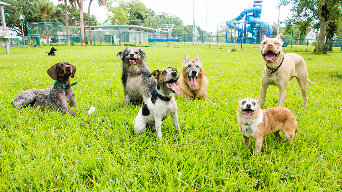 San Diego Celebrates International Dog Day With Two New Dog Parks – NBC