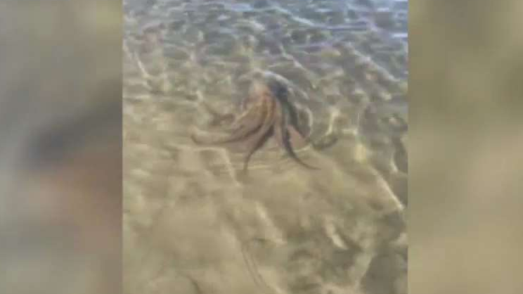 AP_735359571576