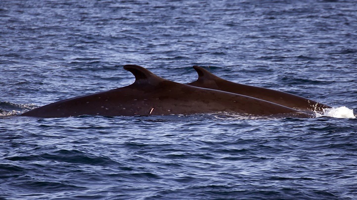 DanaWharf_fins