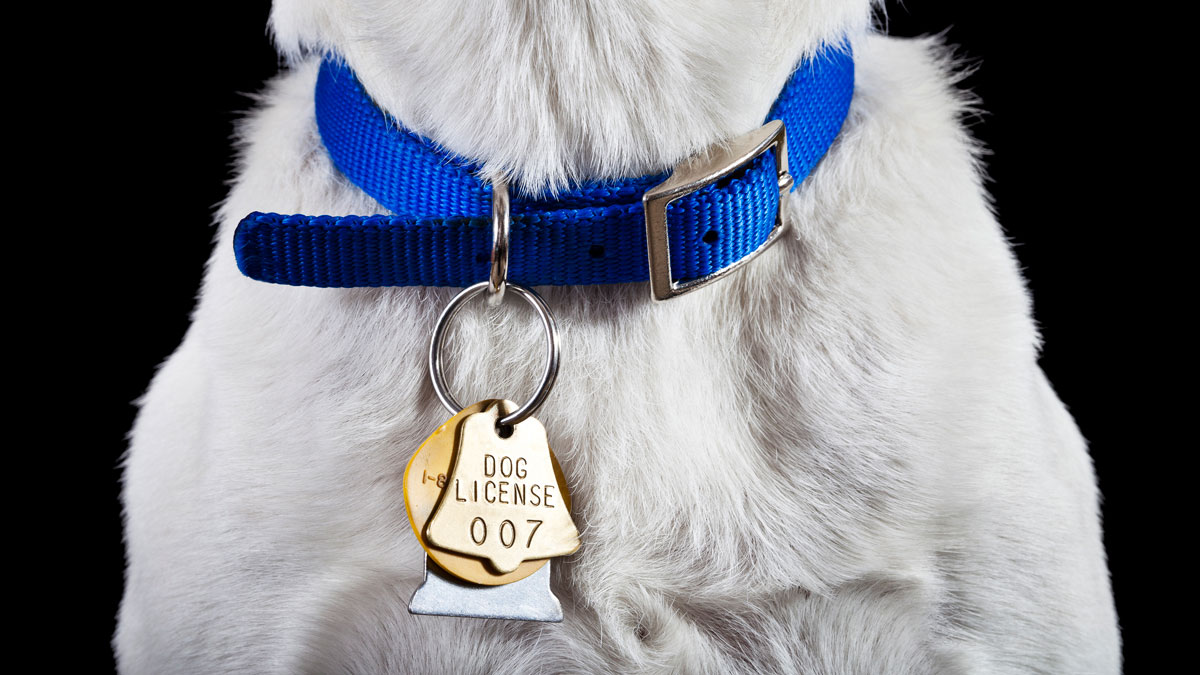 San Diego Humane Society’s March Meowness’ Now Open for Submissions