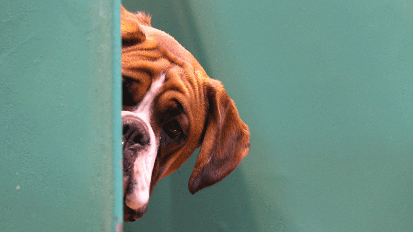 Dog
