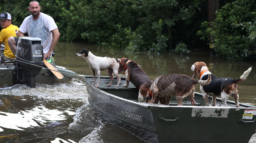 Dogs-Flood-GettyImages-590466872
