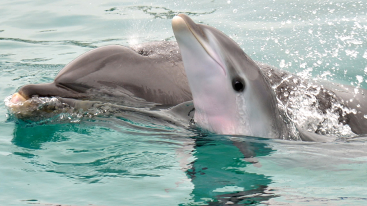 SeaWorld Welcomes New Baby Dolphin – NBC 7 San Diego