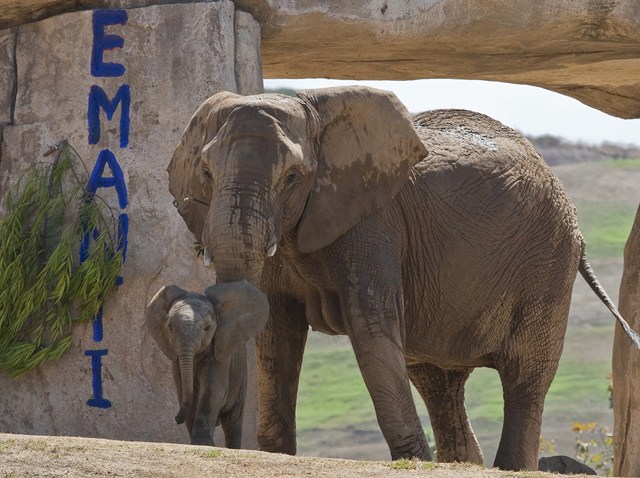 Elephant calf Emanti