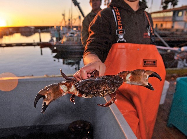EpicureSBHarborCrab