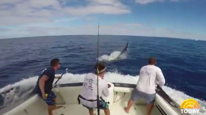 Fisherman Marlin