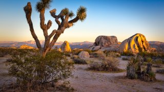 This is a photo taken at sunset in Joshua Tree National Park.