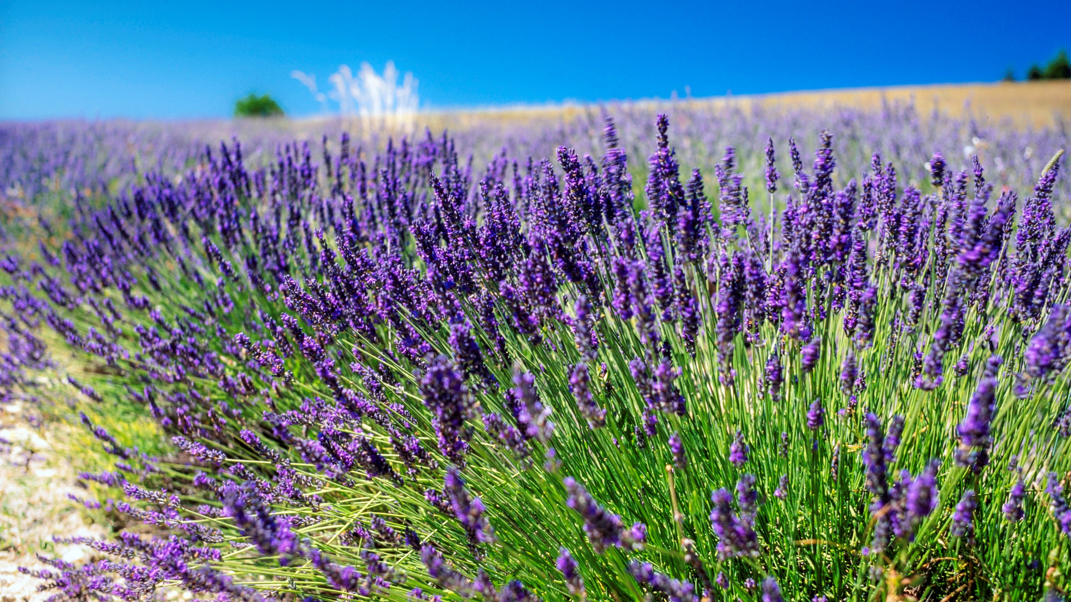 Lavender’s Lovely Moment Is Now NBC 7 San Diego