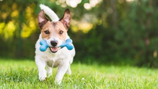 Jack Russell Terrier playing on green grass