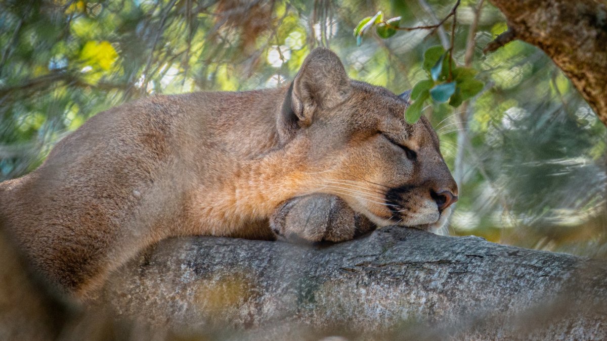 State Moves Closer to Protection for Area Mountain Lions – NBC 7 San Diego