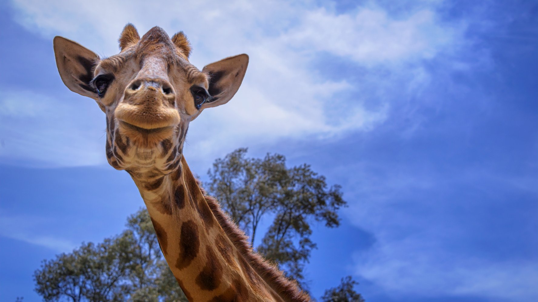 World Giraffe Day Stands Tall – NBC 7 San Diego