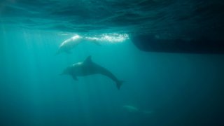 GettyImages-137990062_Dolphin.jpg