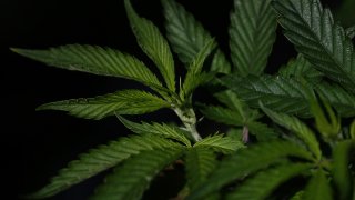 marijuana plant generic