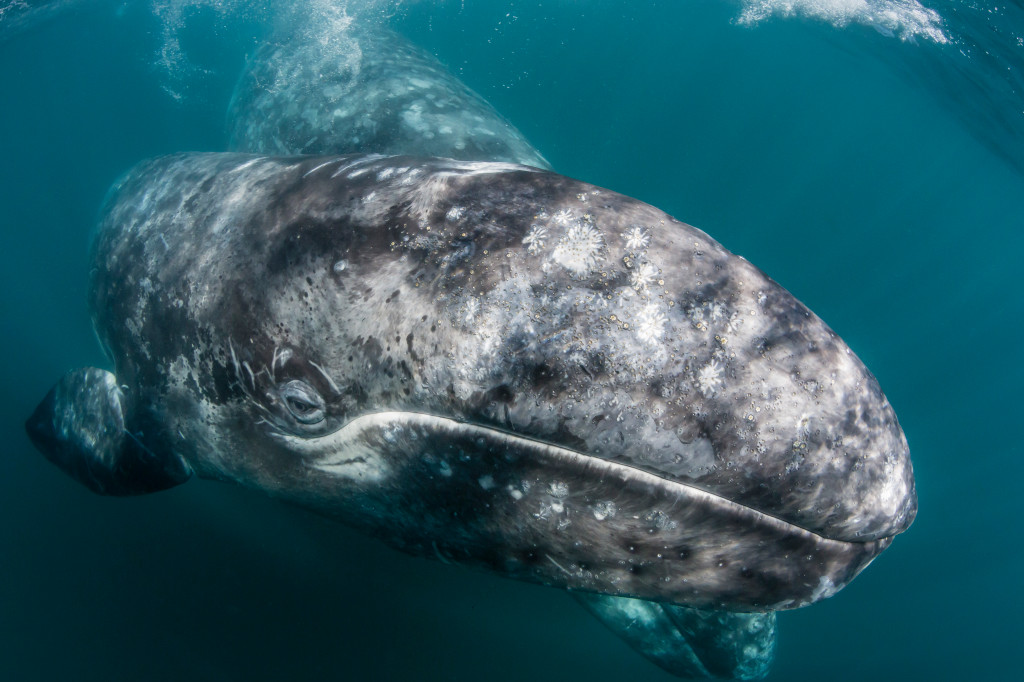 Spike in Gray Whale Deaths Is A Mystery To Scientists