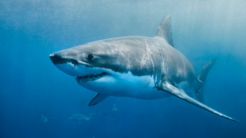 Virus-Quieted Oceans Open Window for Shark Week Researchers – NBC ...