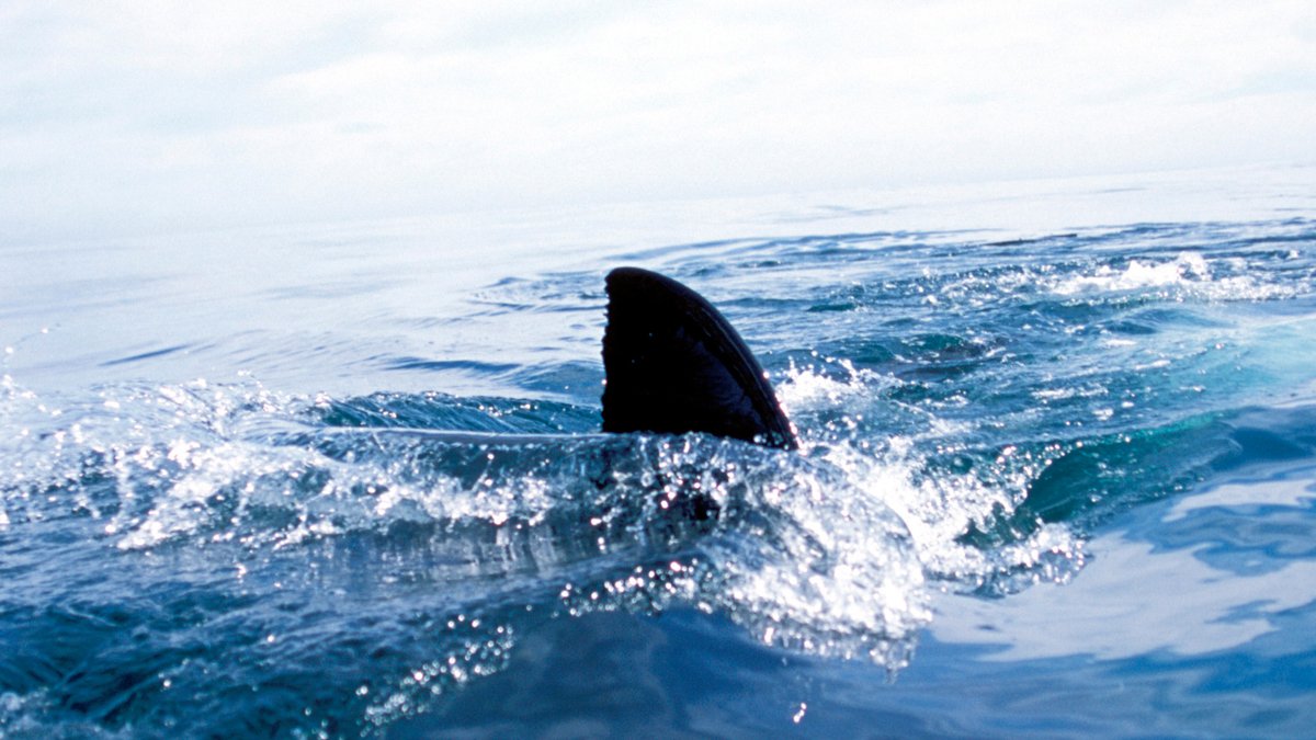 Read surfers' near-shark attack off Cape Cod beach – NBC 7 San Diego - Vimarsana News