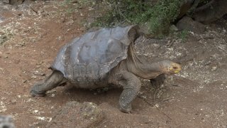 Diego, a tortoise of the endangered Chelonoidis hoodensis subspecies from Española Island, is seen in a breeding centre at the Galapagos National Park on Santa Cruz Island in the Galapagos archipelago, located some 1,000 km off Ecuador's coast, on September 10, 2016.