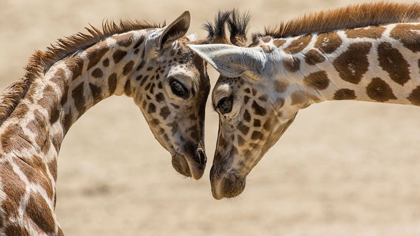 GiraffeCalvesCongoSiri_001_Web