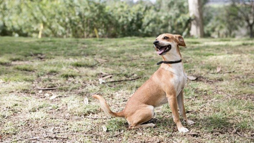 Grape-Street-Dog-Park-Yelp