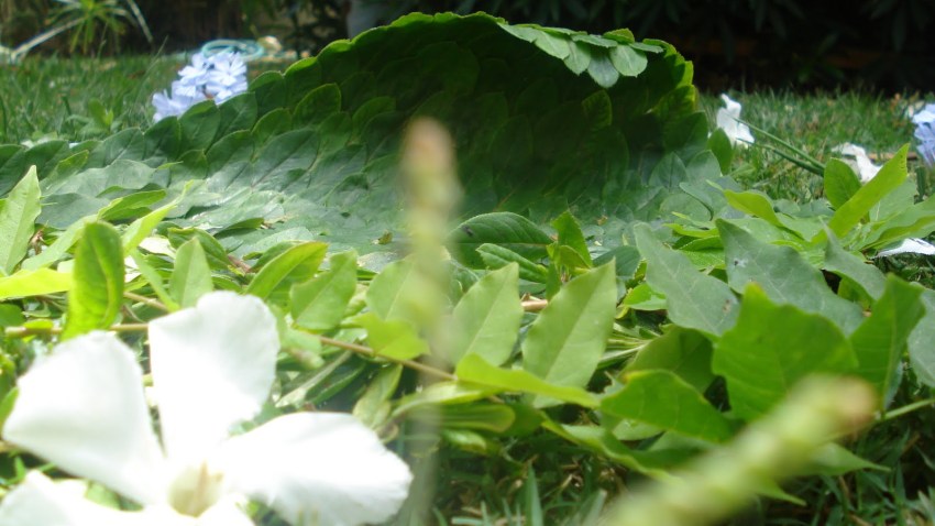 Green Wave