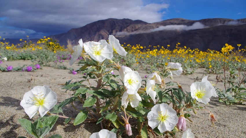 HendersonCanyonRd-SteveBier-Anza-BorregoFoundation