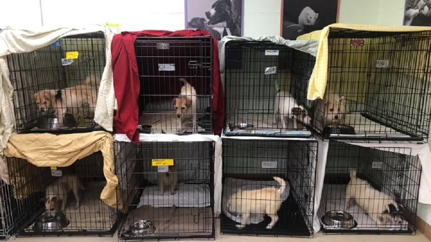 Hoarded Dogs Hunterdon