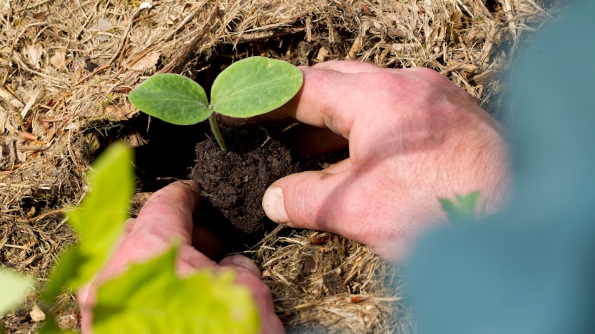Human Composting Could Become An Option In California NBC 7 San Diego