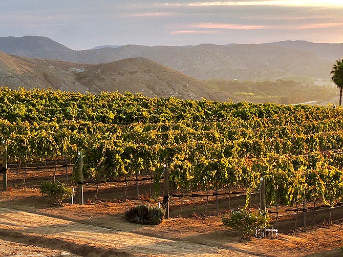 Destination Orfila Winery North County San Diego S Wine Country