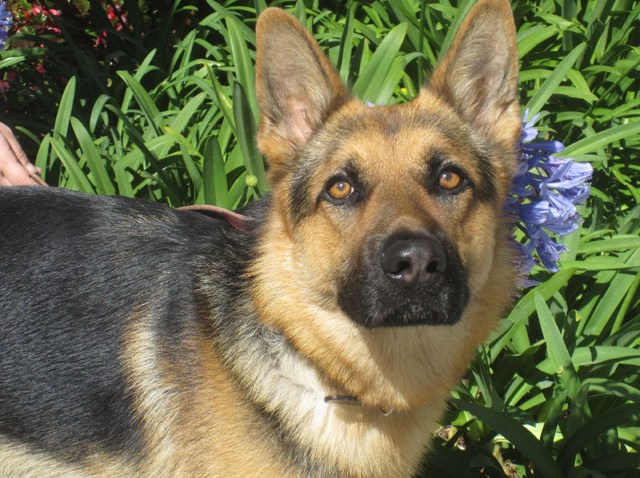 ItalyDog1