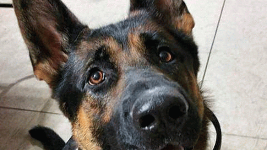 JETHROk9