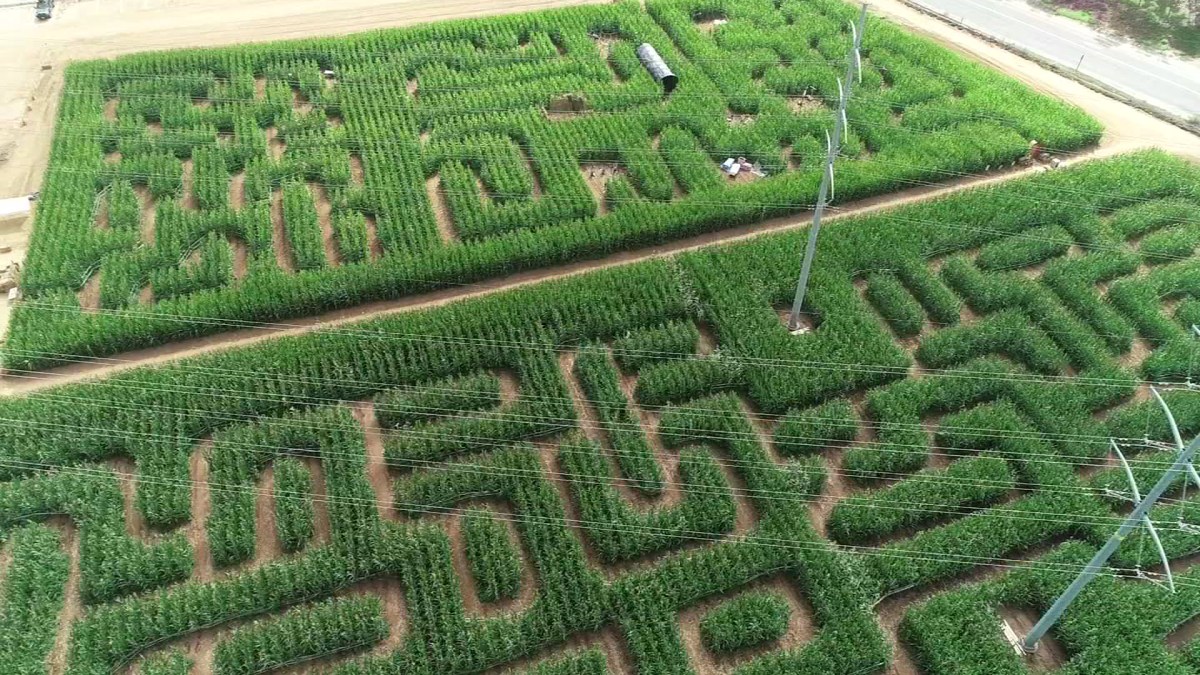 haunted corn maze in carlsbad