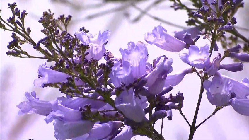Jacaranda-tree-generic