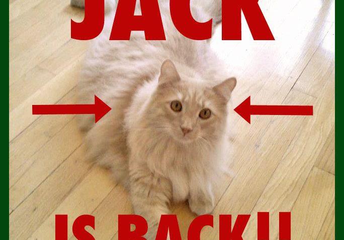 JacktheCat