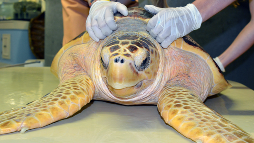 Rescued Sea Turtle Arrives in SD – NBC 7 San Diego