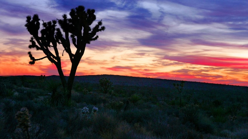 51551648CA002_joshua