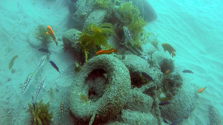 Junk Reef