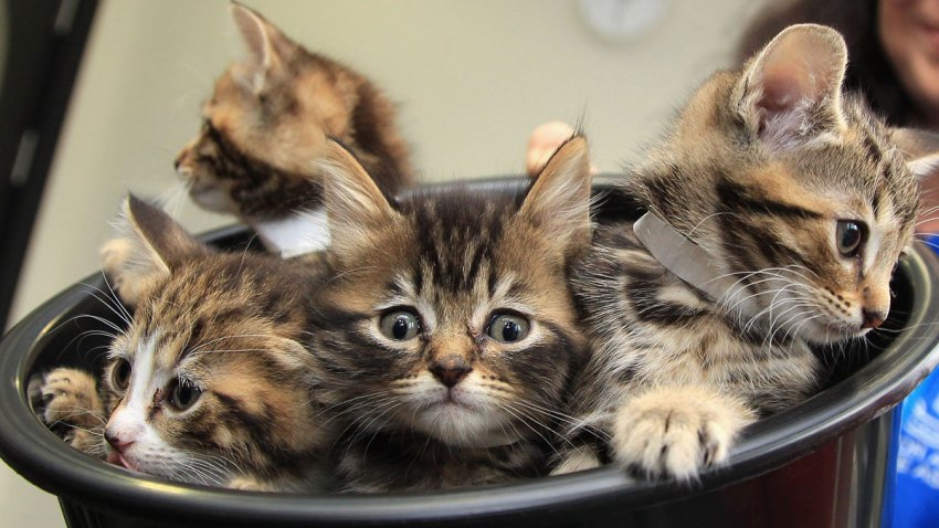 Kittens-in-a-bucket
