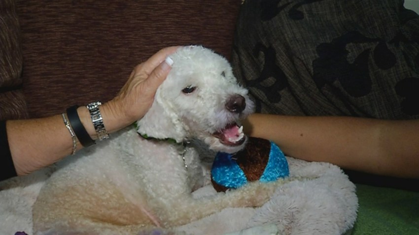 Kiwi dog 0731-PIC_0