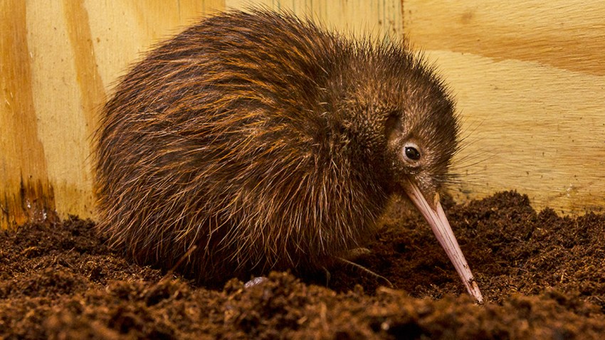 Kiwi_001_Web