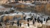 Sea lion abuse sparks debate over access to La Jolla Cove