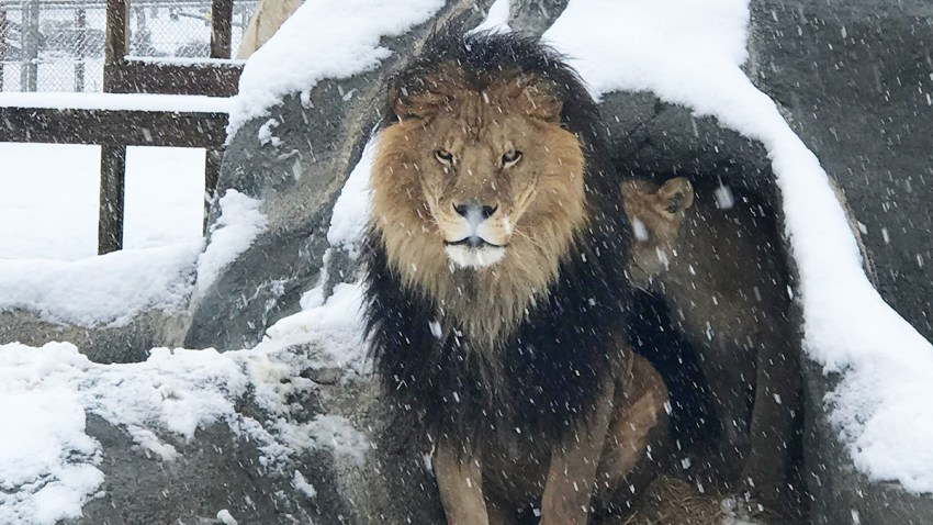 Lions-Tigers-Bears-Snow-022718